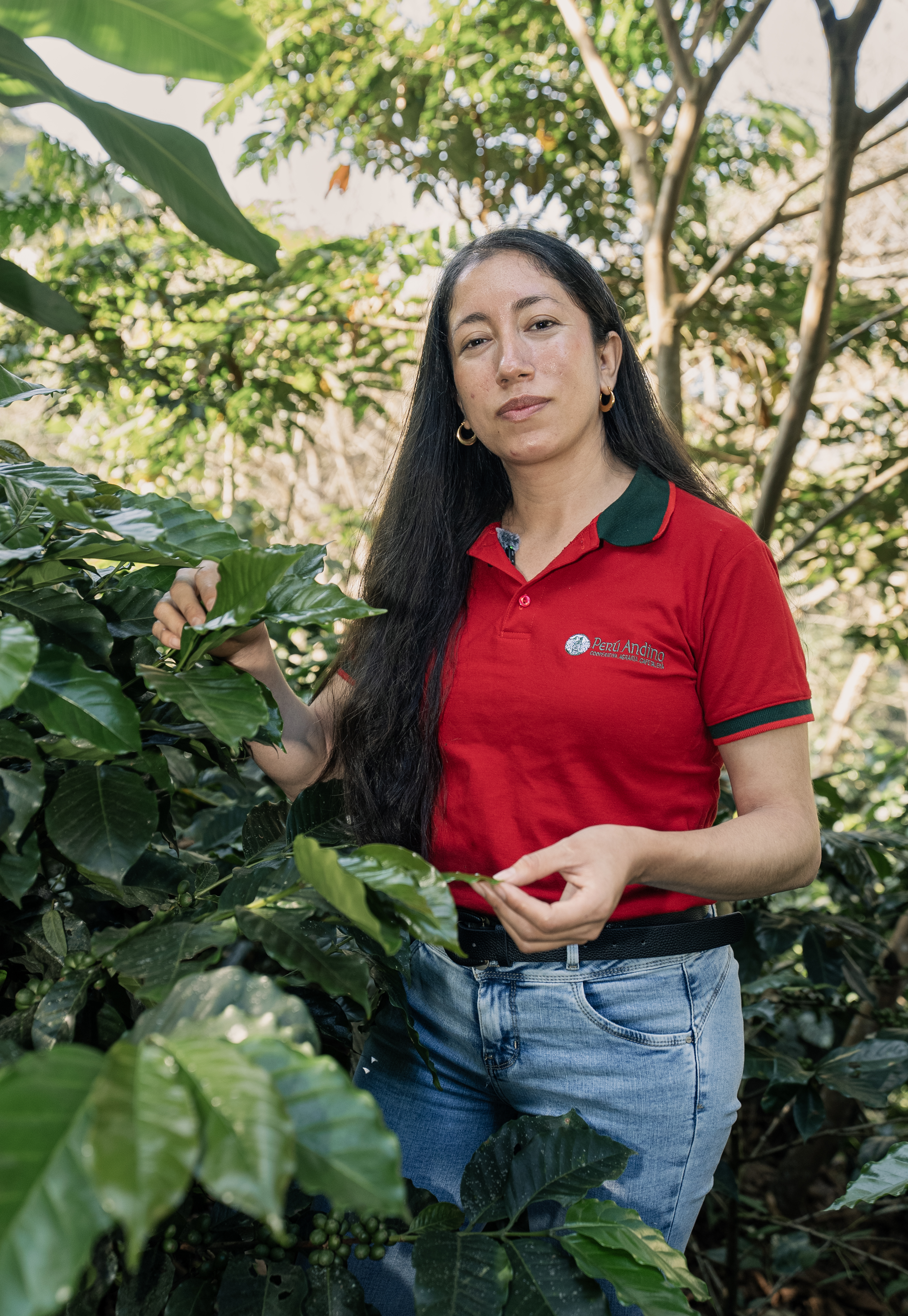 COOPERATIVA AGRARIA PERUANDINO